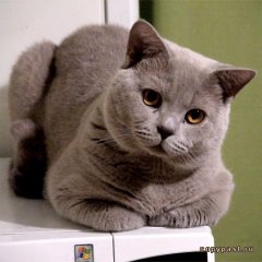 Кот