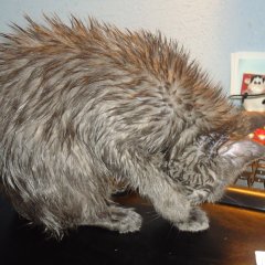 Кот