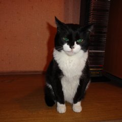 Кот
