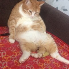 Котэ