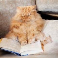 Котег