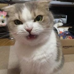 КОТТЕЦ
