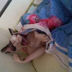Котя лысый