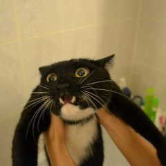 КОТЯРА