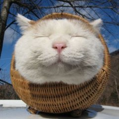 Лукошко