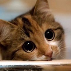 Няшний котик