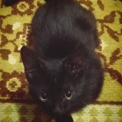 Печальные глазки