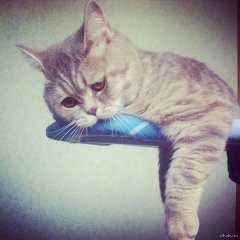 Печальный кот