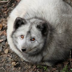 Песец