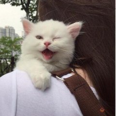 Подарил девушке котенка Кажется он увел у меня девушку
