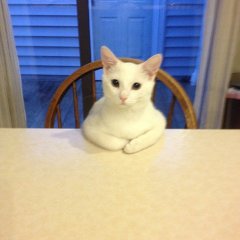 Психолог котэ