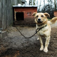 Собака