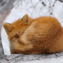 Спящий лис