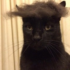 Стильный котэ