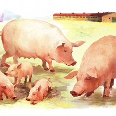 Свиньи и поросята