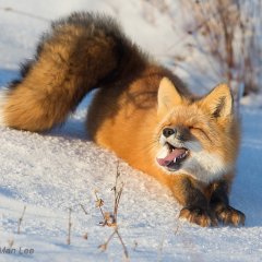 The FOX