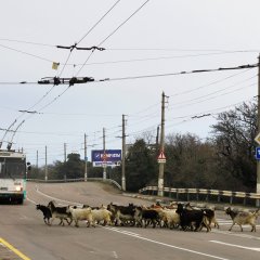 Троллейбус