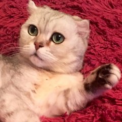 ЗлойКот