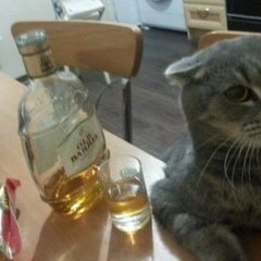 АЛКОКОТ