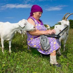 Бабка с ноутом и козой