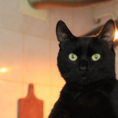 Черный Кот