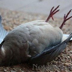 Deadpegeon