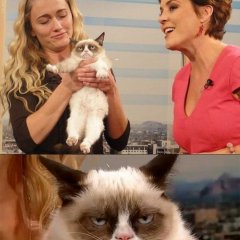 Грустный котэ