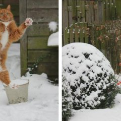 Кот снежки