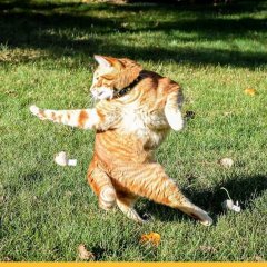 Котэ