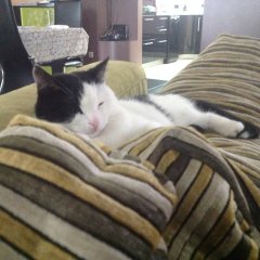 Котик