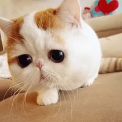 Коу