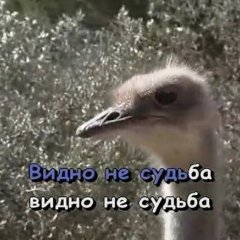 Лд
