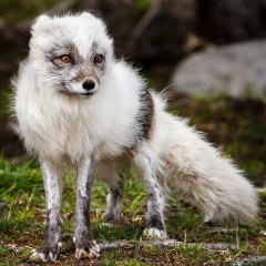 Ненакрашенная