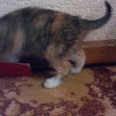 Ника мой котёнок