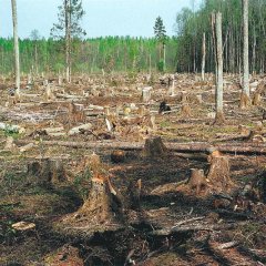 Ожидали безвиз получили безлес