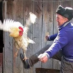 Петушок