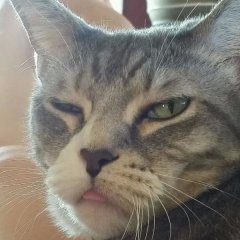Принес