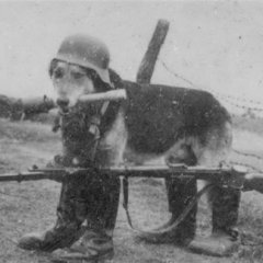 Собака воевака