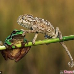 Тебе лучше молчать