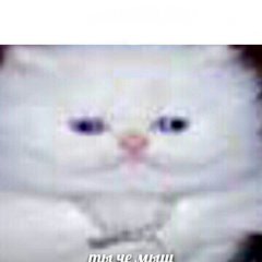 Ты че мыш