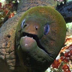Угорь в недоумении