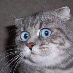 1111