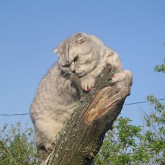 Аимы