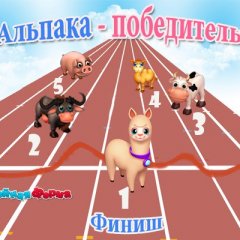 Альпака чемпион