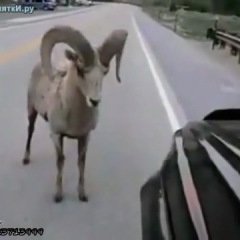 Баран жалайыр