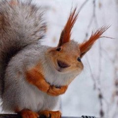 Белочка