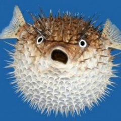 Blowfish