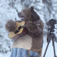 Бурый музыкант