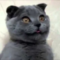 Чумной кот