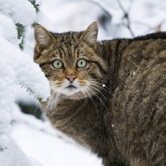 Дикие северные леса